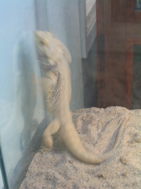 458x617 pixels (130K)